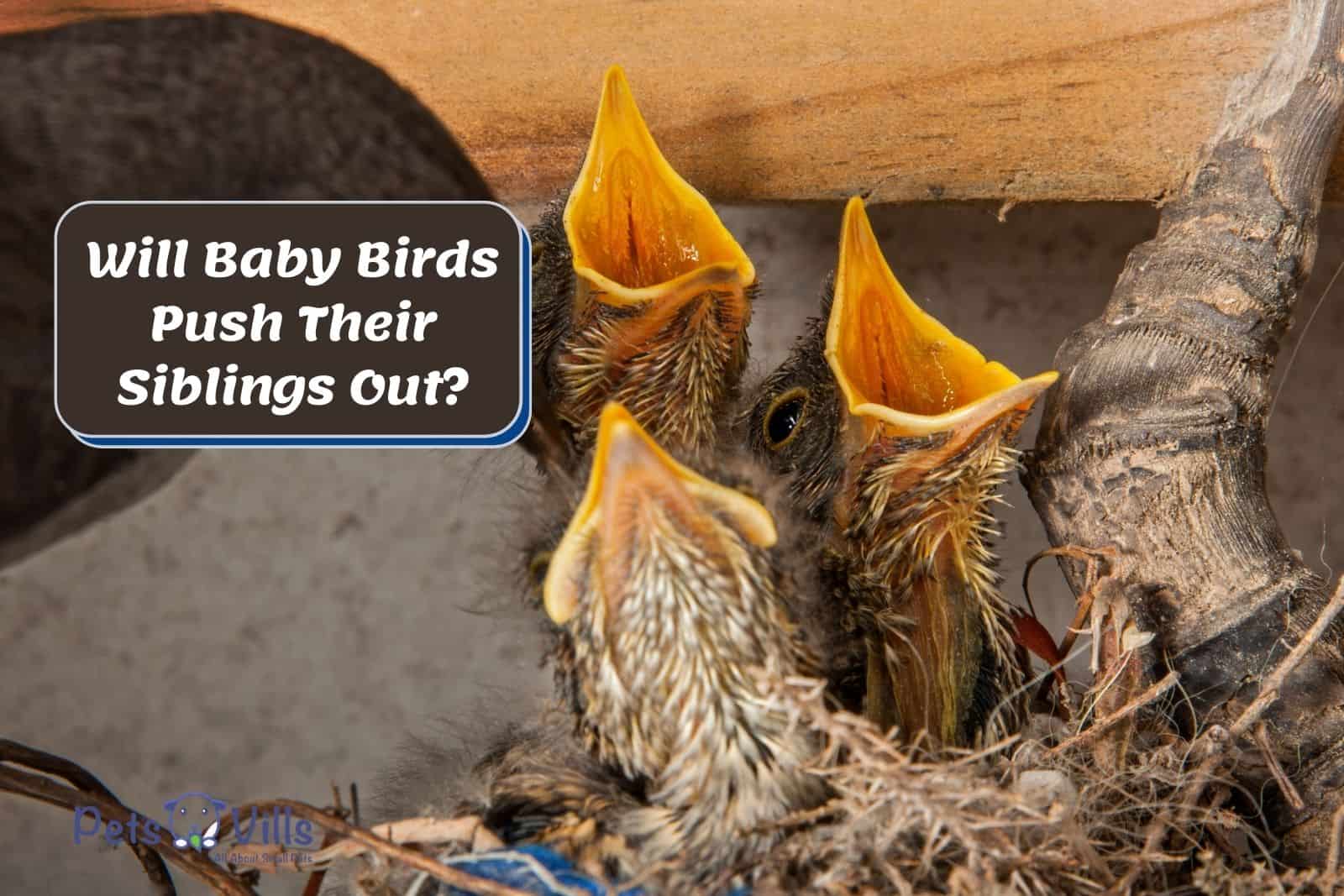 Do Baby Birds Push Their Siblings Out of the Nest