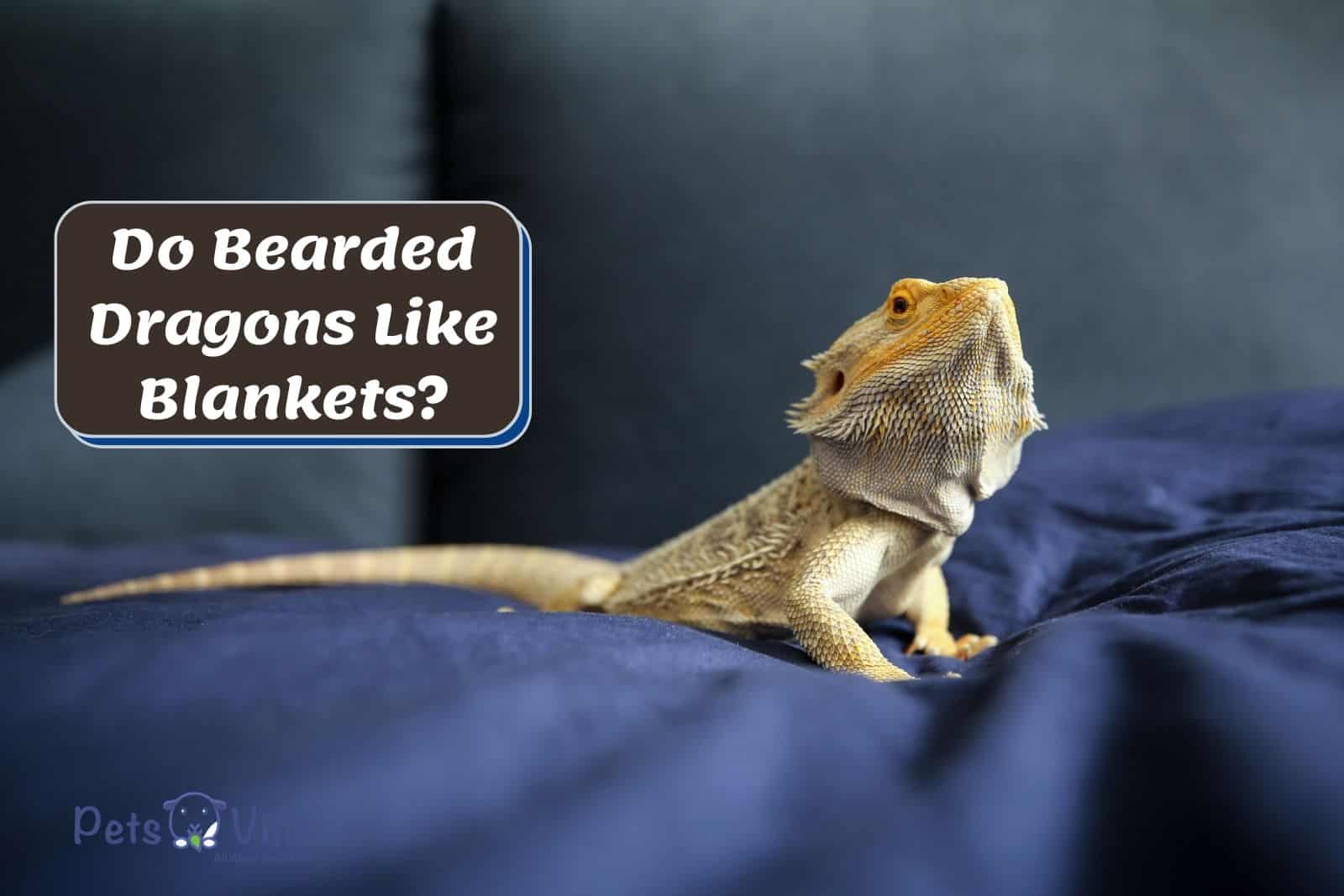 bearded dragon lying on the bed but Do Bearded Dragons Like Blankets?