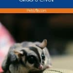 How Long Do Sugar Gliders Live