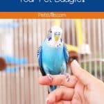 How Should You Train Your Pet Budgie
