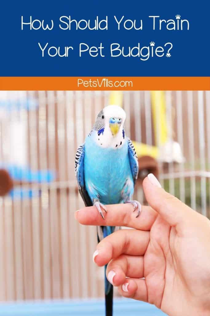 How Should You Train Your Pet Budgie