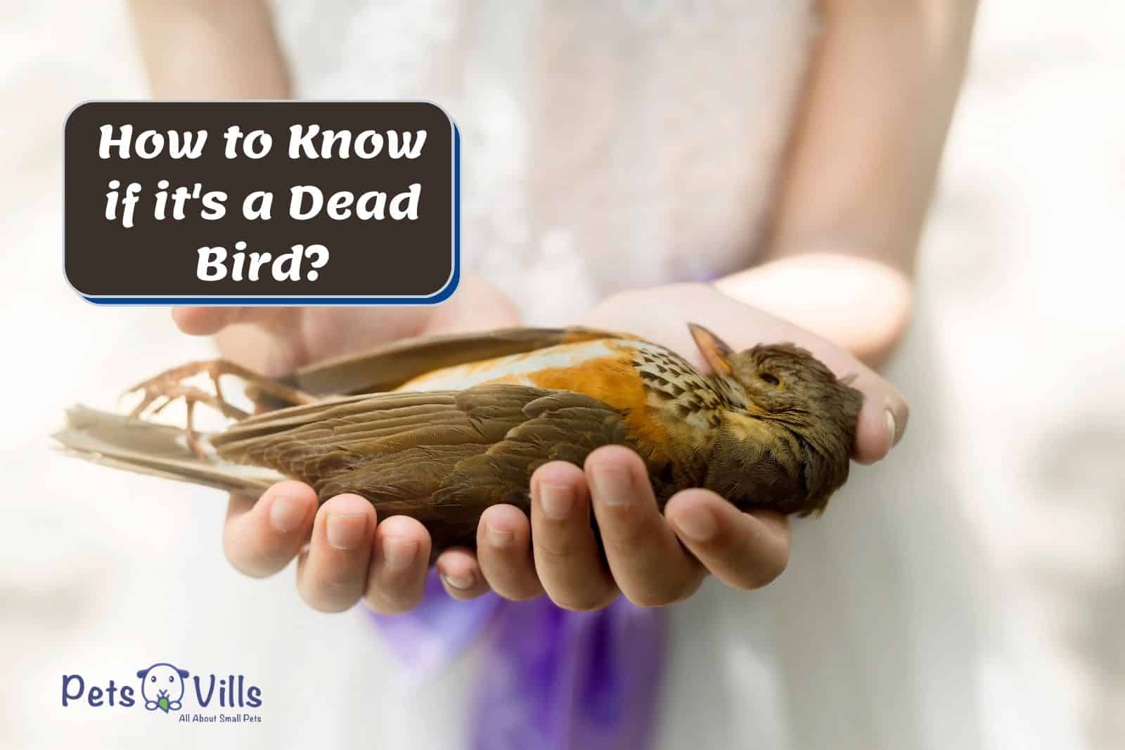 How to Know if it's a Dead Bird