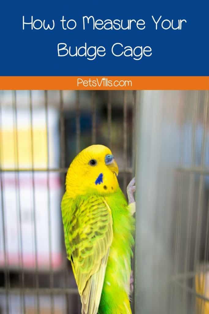 How to Measure Your Budge Cage