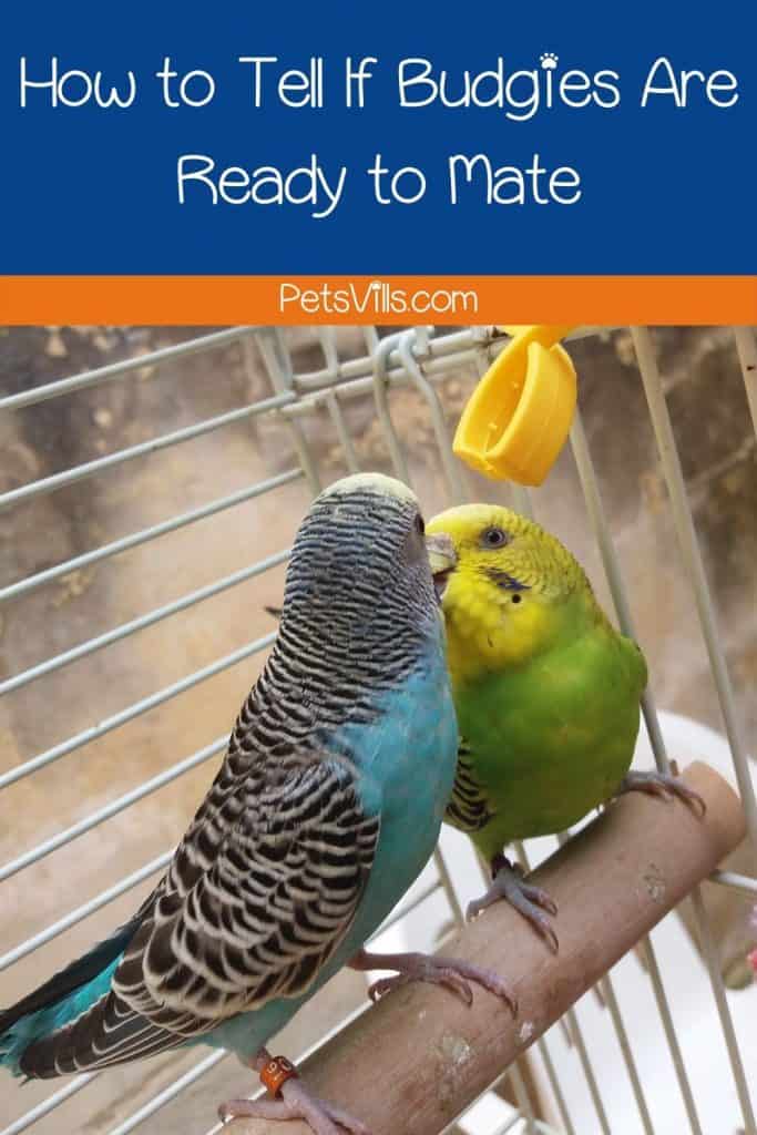 How to Tell If Budgies Are Ready to Mate