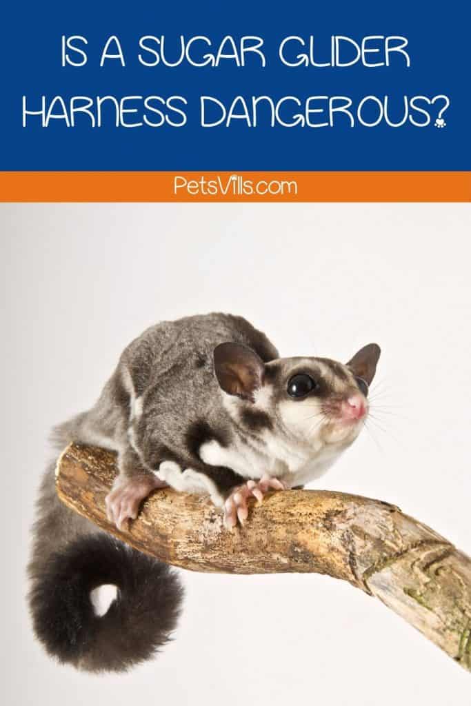 A cute glider playing on a log under title Is a sugar glider harness dangerous?