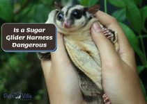 Is a Sugar Glider Harness Dangerous? [Things to Consider]