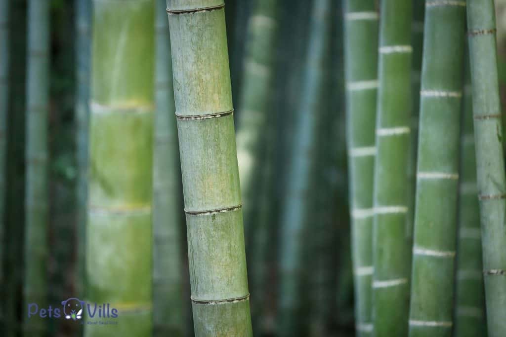 Real Bamboo