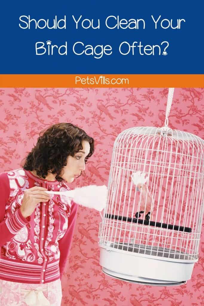 Should You Clean Your Bird Cage Often