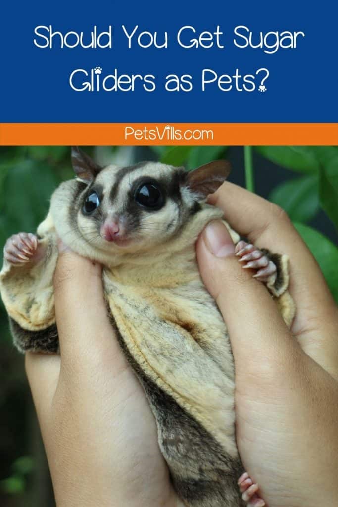 Should You Get Sugar Gliders as Pets