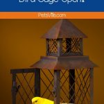 Should You Leave Your Bird Cage Open