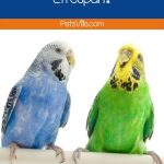 What Affects a Budgies Lifespan