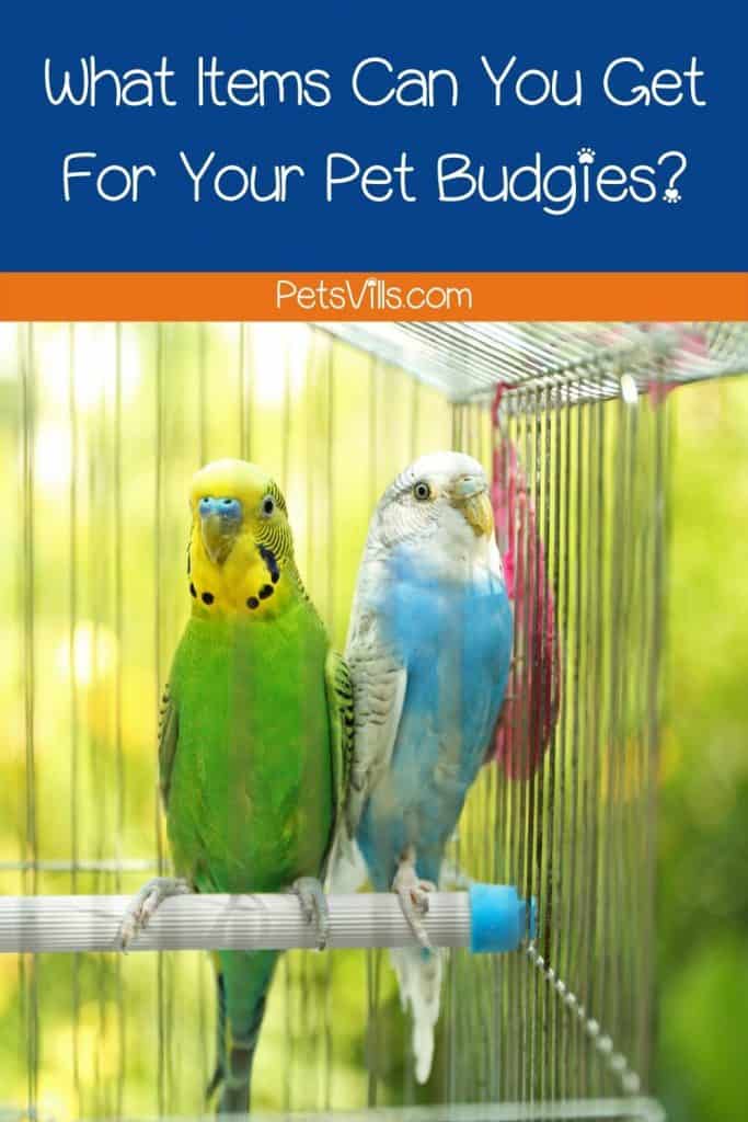 What Items Can You Get For Your Pet Budgies