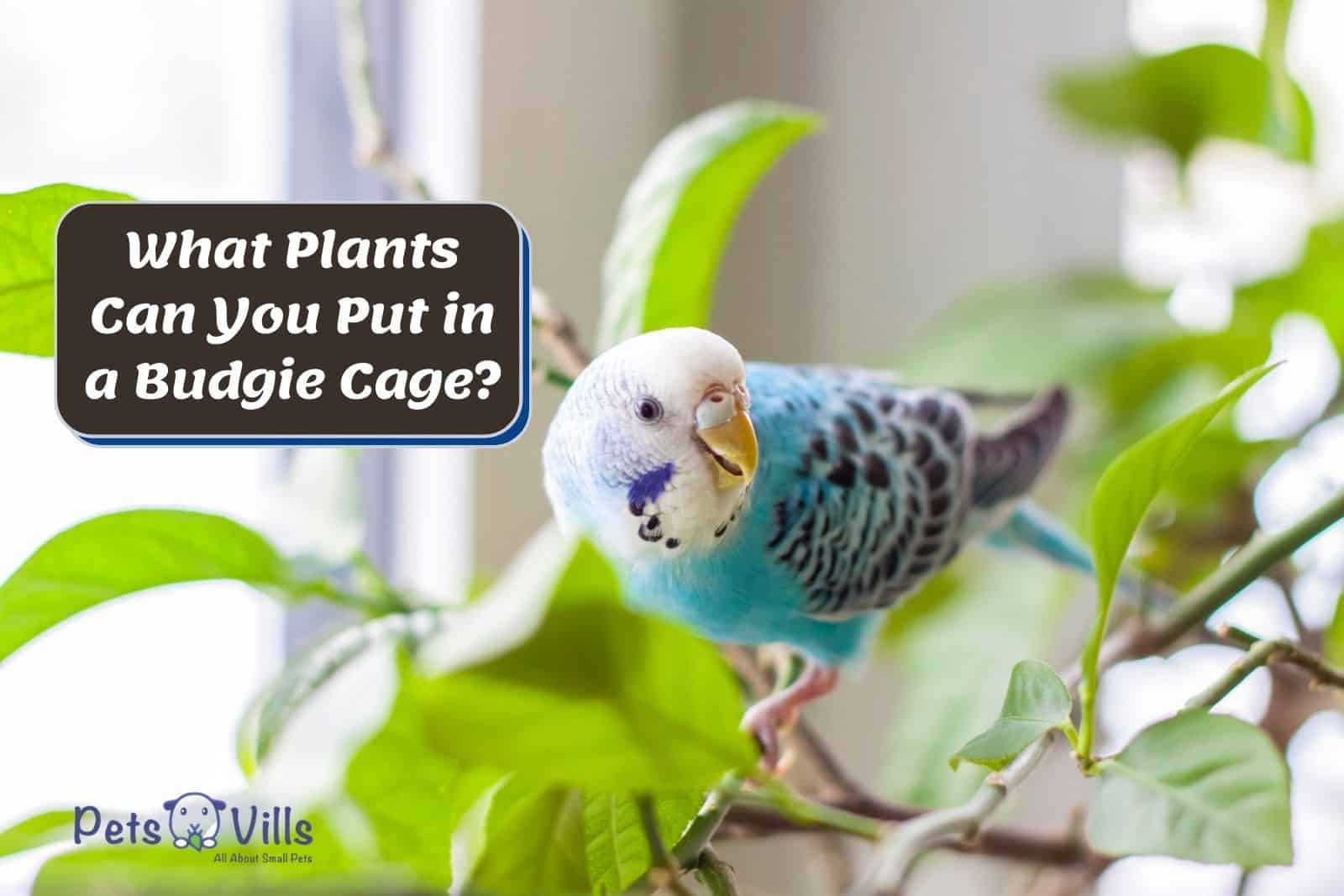 What Plants Can You Put in a Budgie Cage