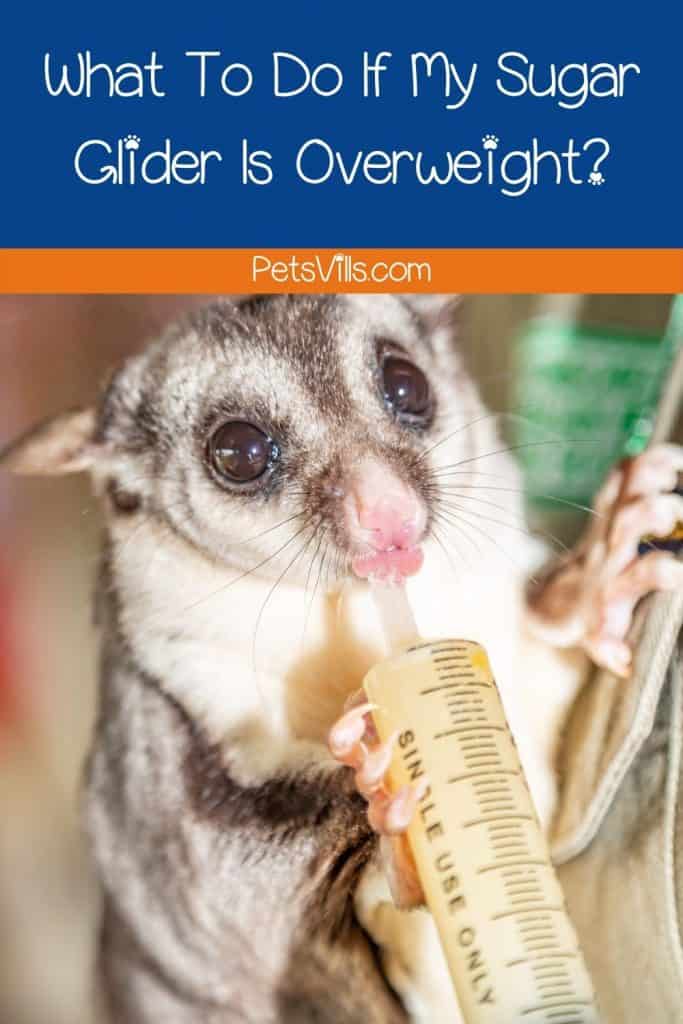 What To Do If My Sugar Glider Is Overweight