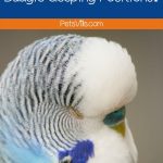 What are the Common Budgie Sleeping Positions