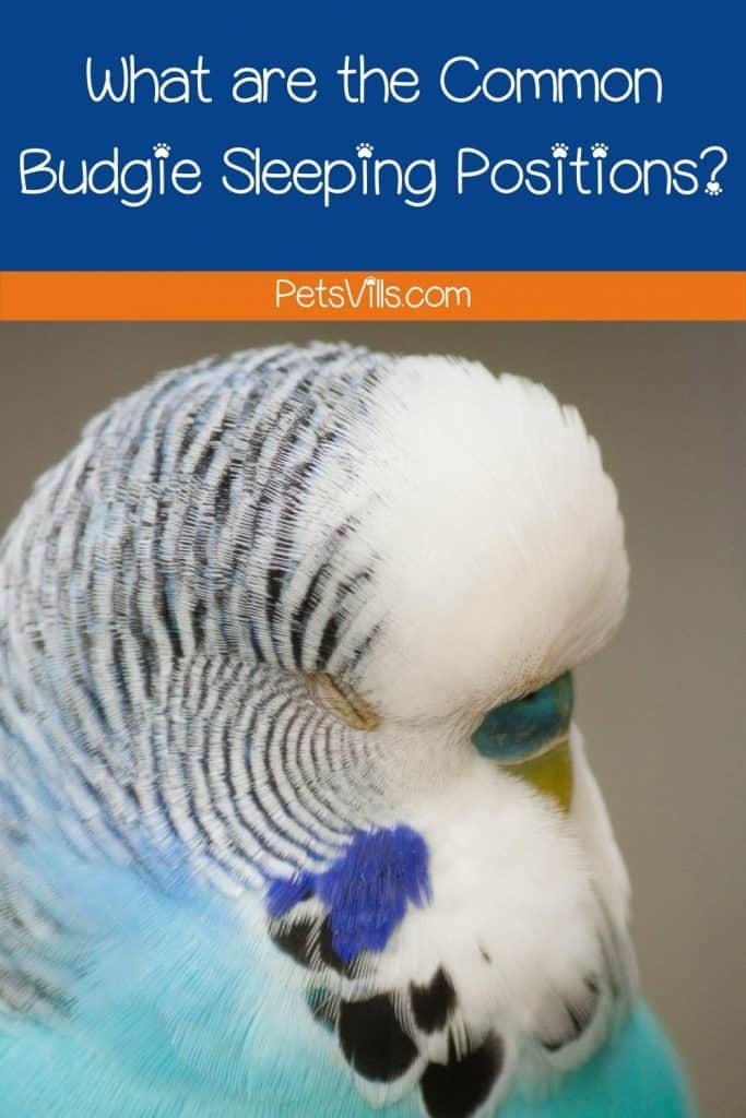 What are the Common Budgie Sleeping Positions