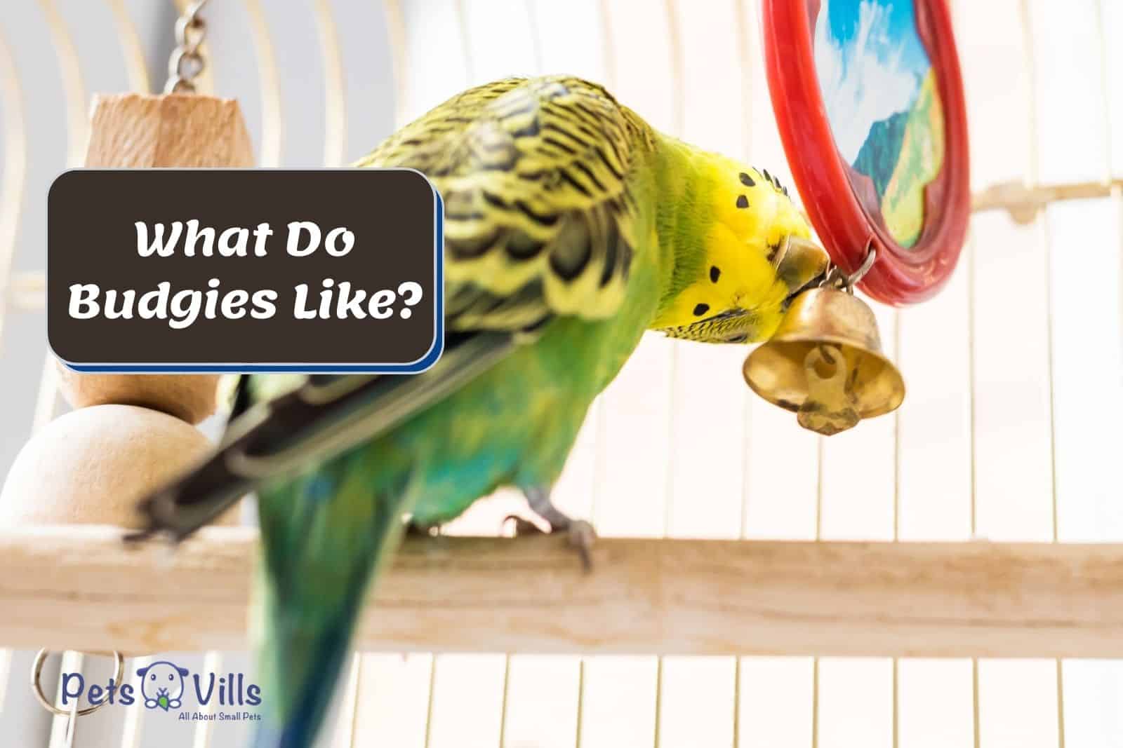 What do budgies like in their cage