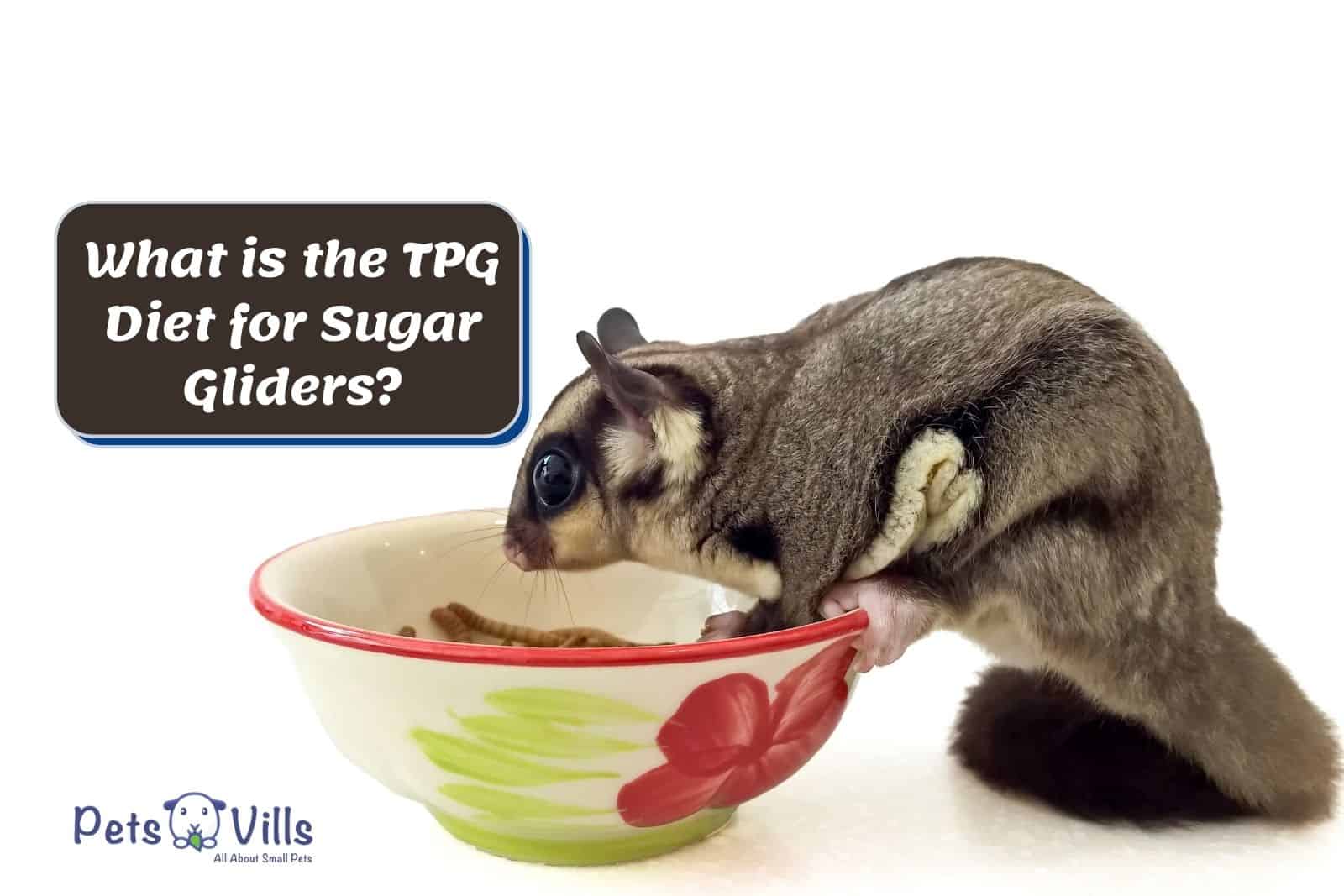 sugar glider eating his TPG Diet for Sugar Gliders