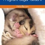 What to Know About Pregnant Sugar Gliders