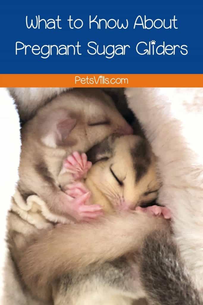 What to Know About Pregnant Sugar Gliders