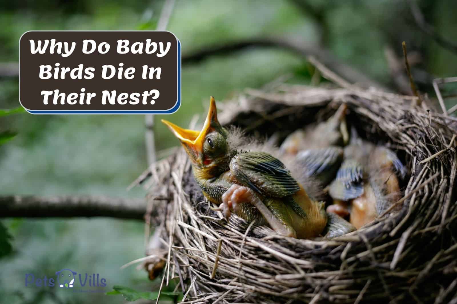 Why do Baby Birds Die in the Nest