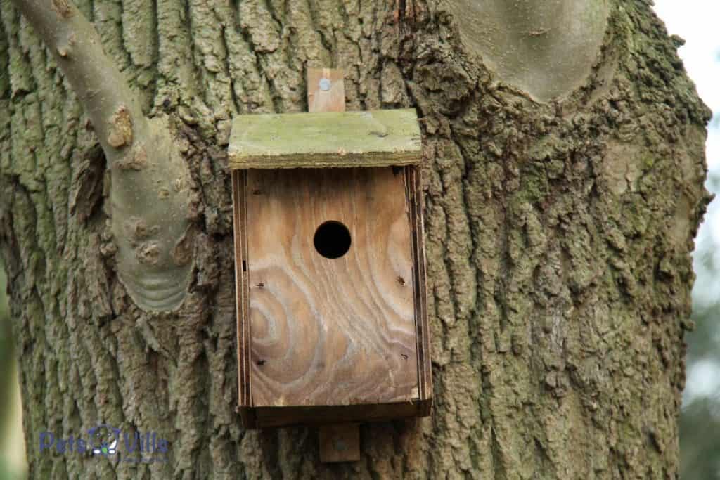 a bird box
