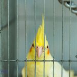 a bird inside a cage