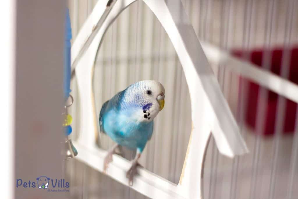 a budgie casually sitting on her cage
