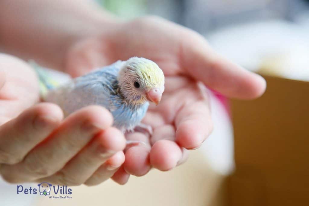 a budgie chick being taken care of