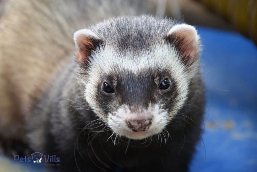 a cute ferret that's staring at the camera