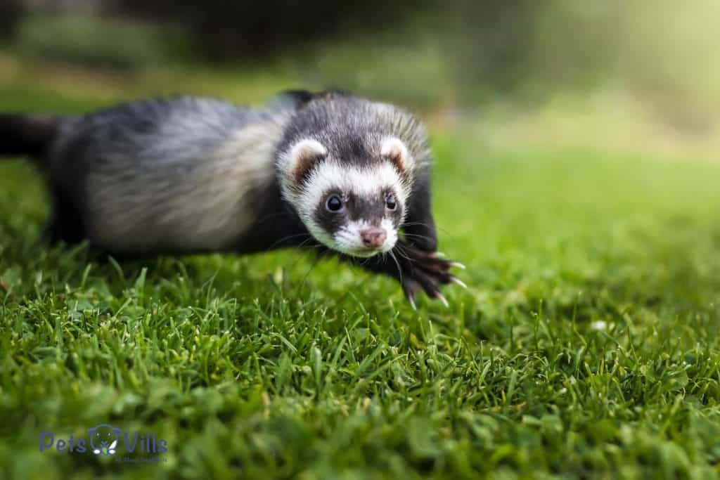 a ferret running