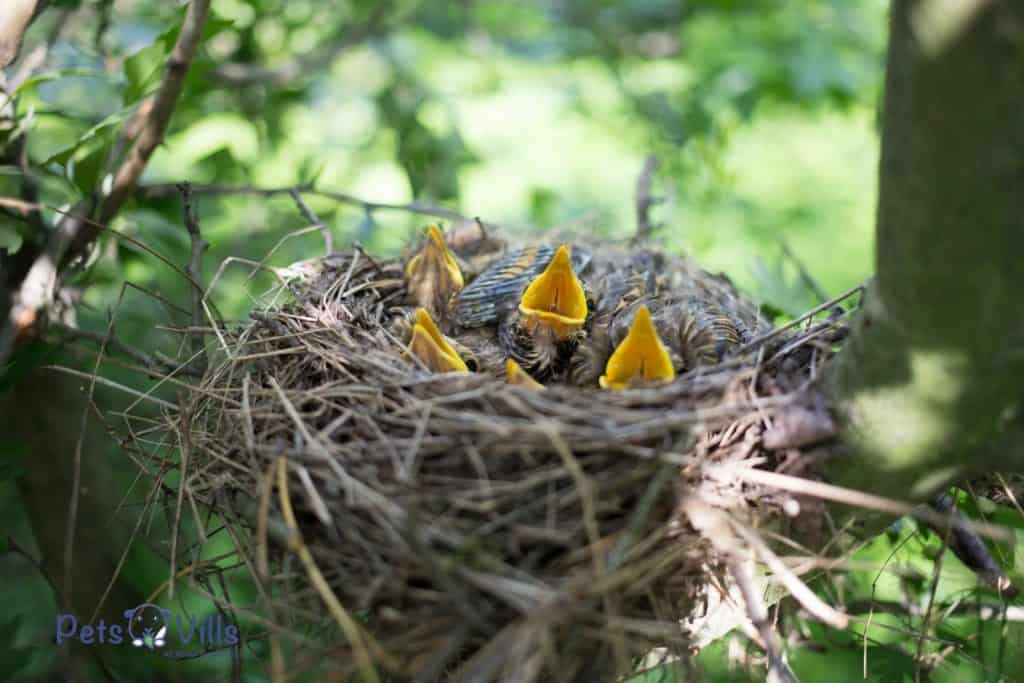 a nest of baby birds