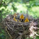 a nest of baby birds