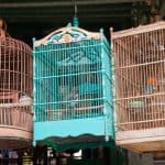 a set of bird cages