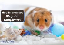 Are Hamsters Illegal in California? (+Other Pets Not Allowed)
