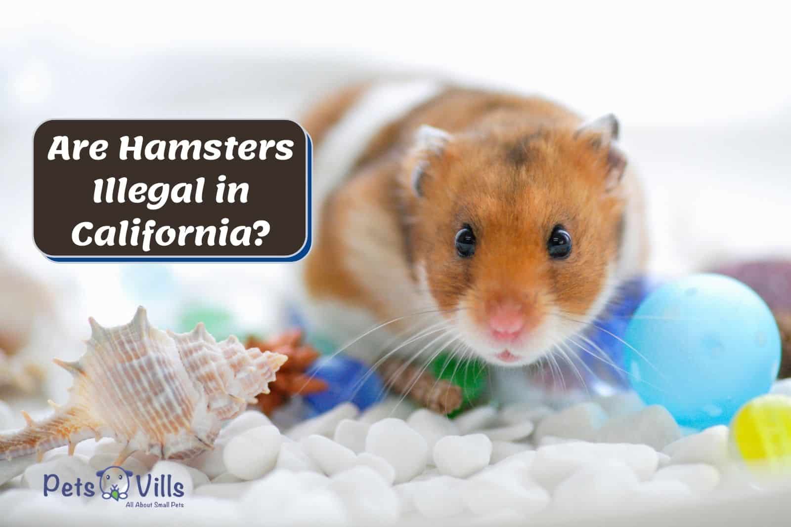 cute hamster beside are hamsters illegal in california poster