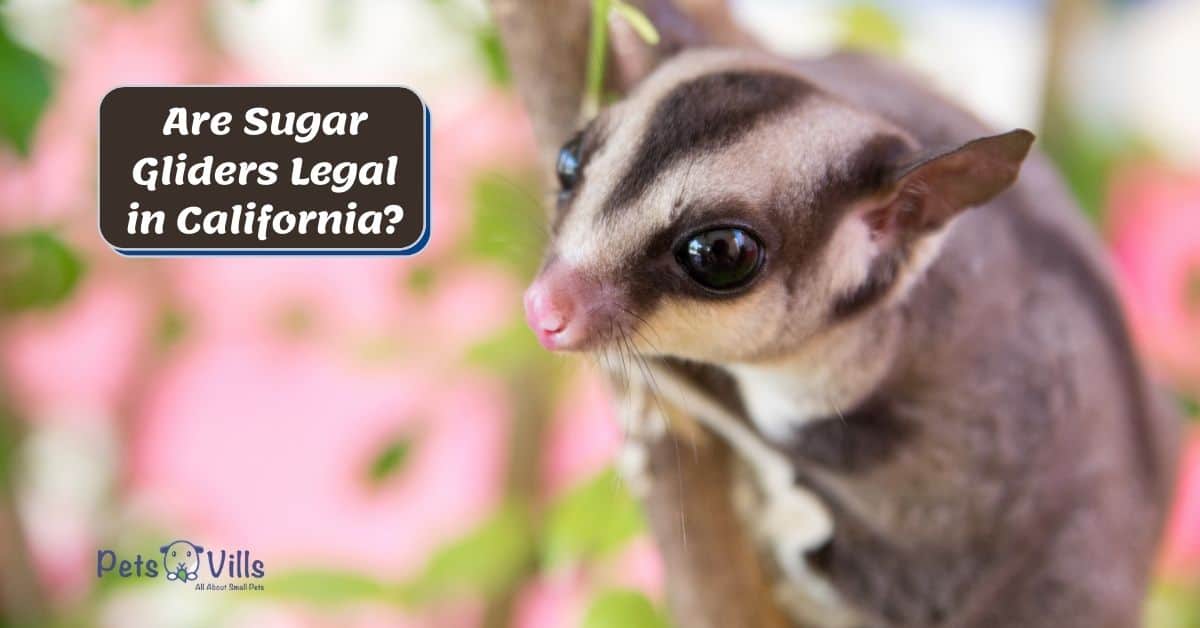 Are Sugar Gliders Legal in California? Can You Own One?