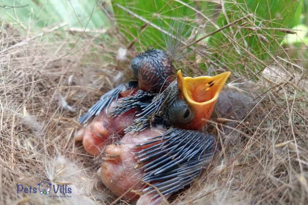 baby birds getting hungry