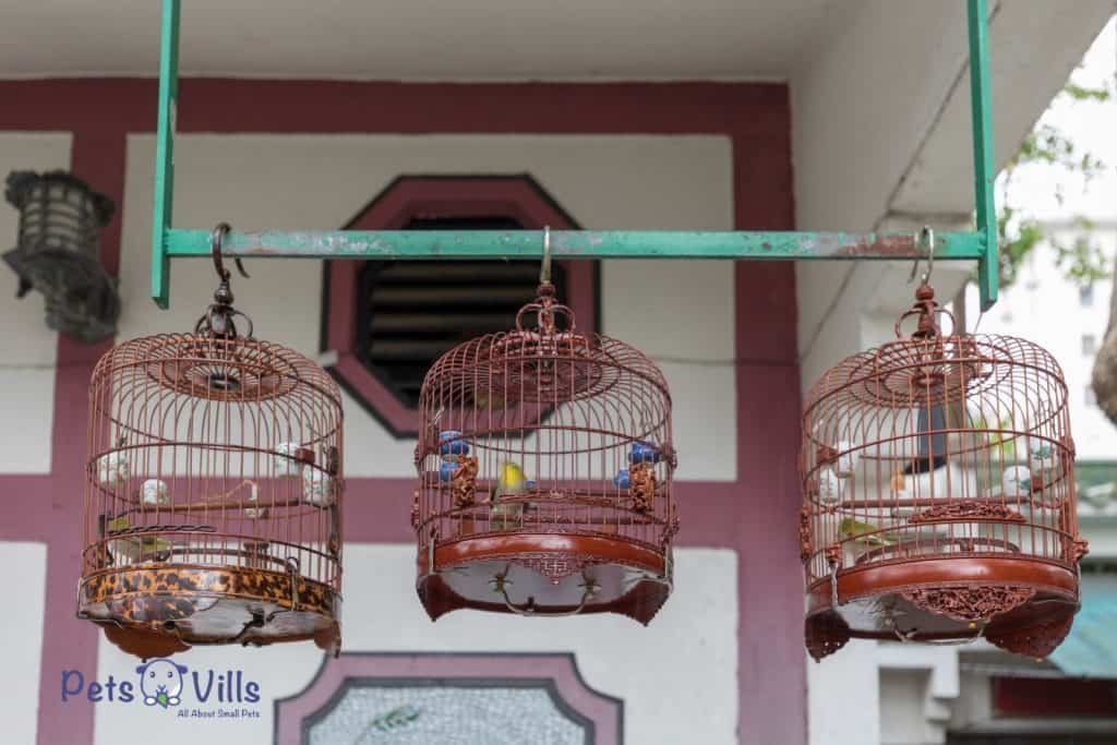 bird cages in an elevated space
