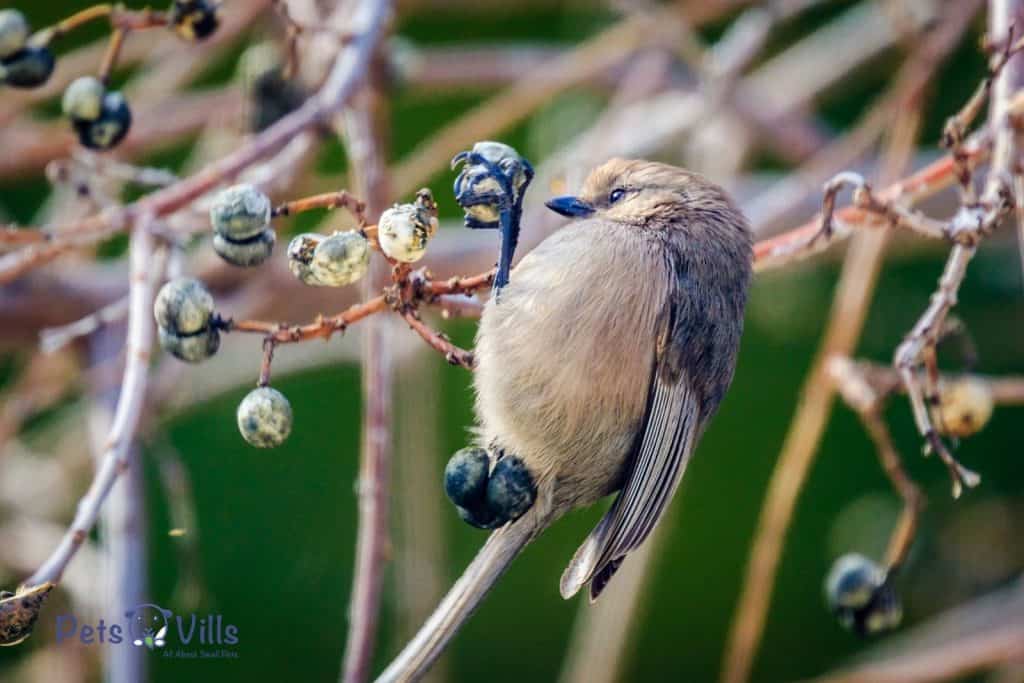 bird eating blueberries