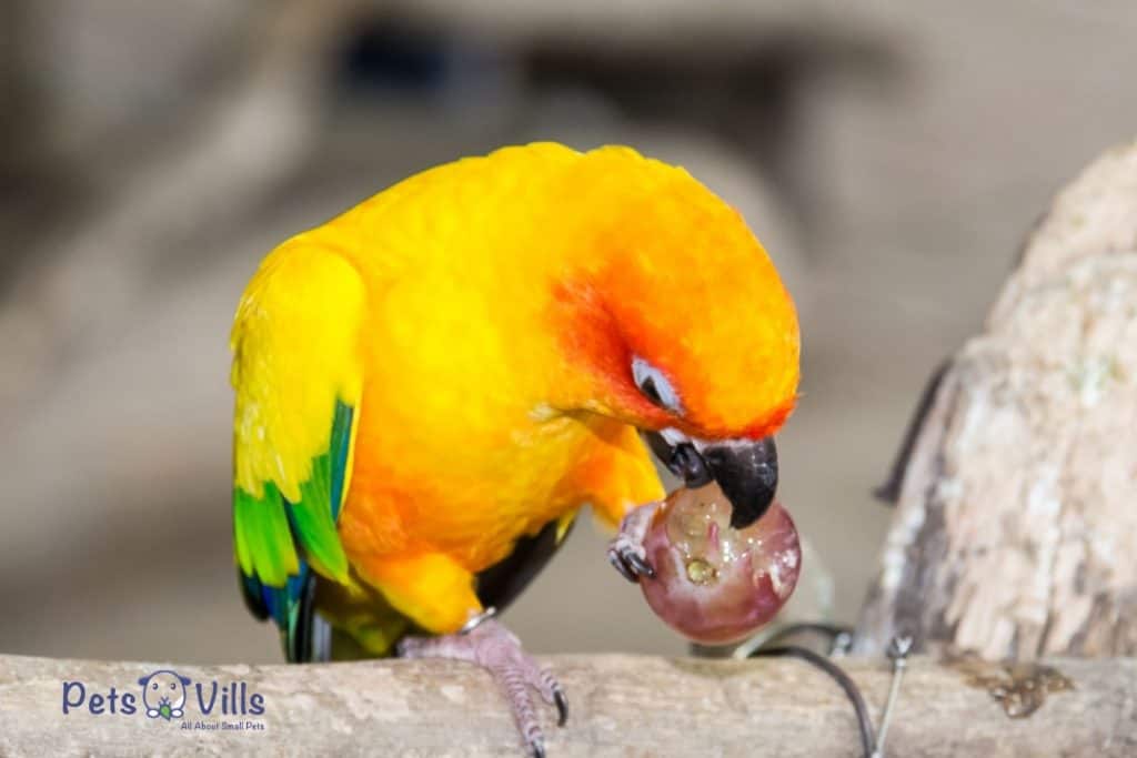 bird eating grapes