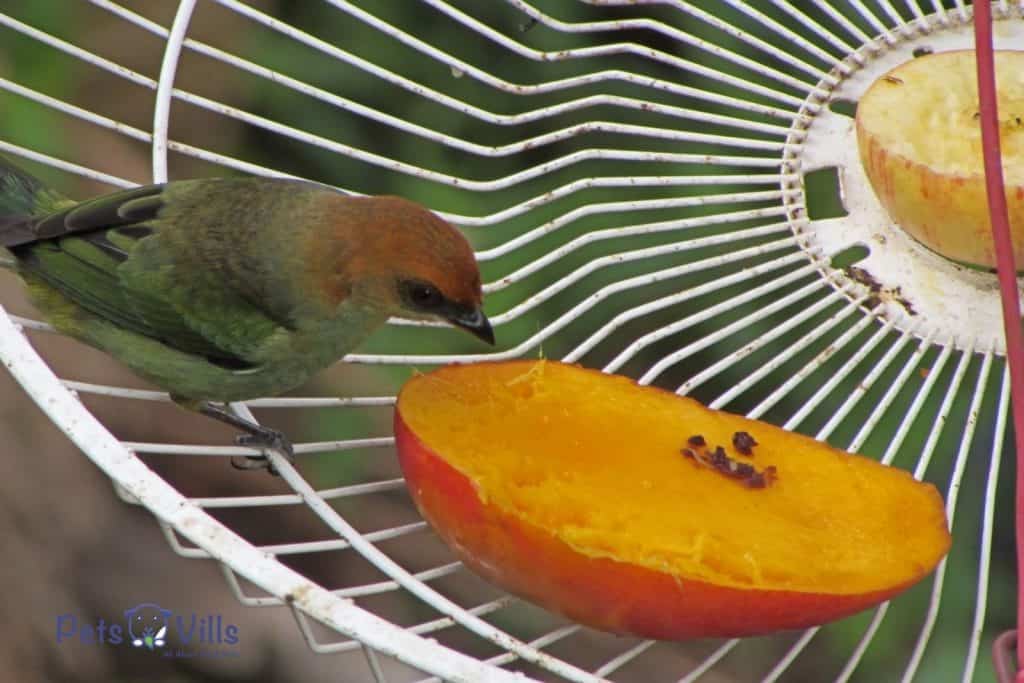 bird eating mangoes