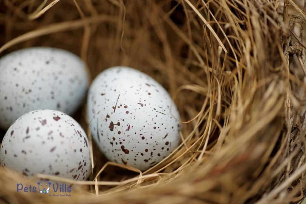 bird egg on a nest