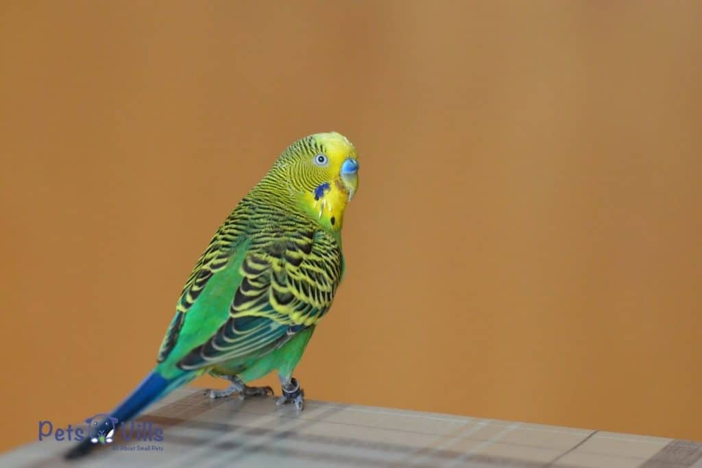 budgie being calm and sitting quietly