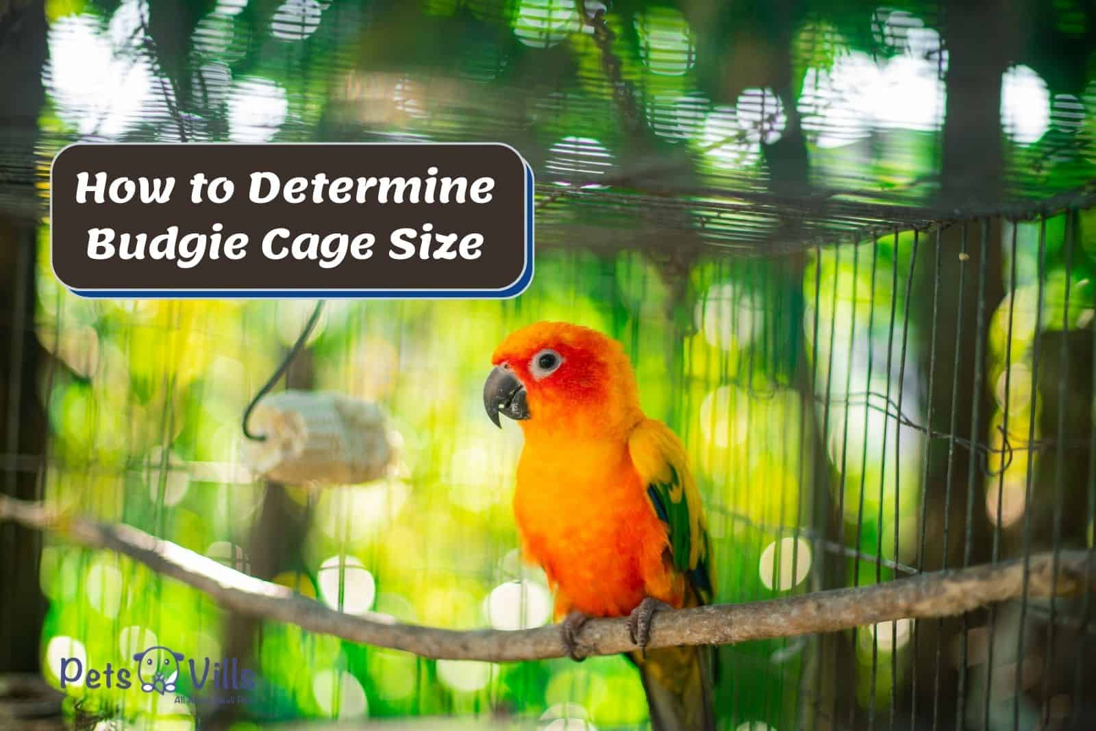 budgie cage size