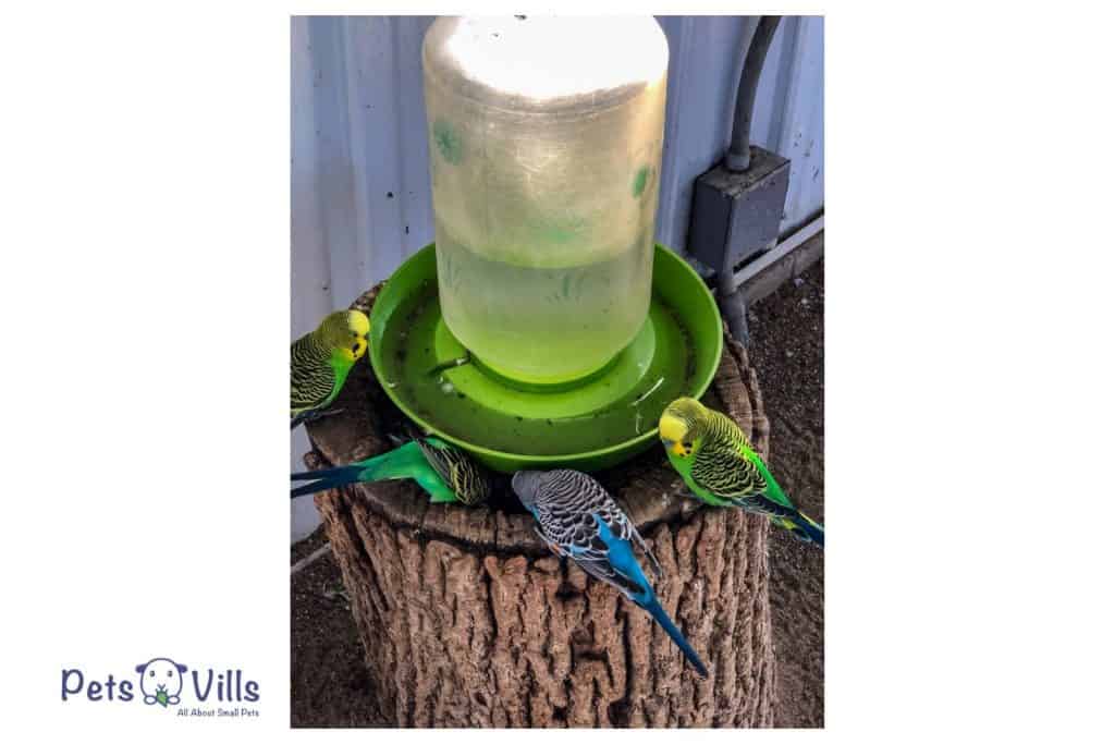 budgie drinking water
