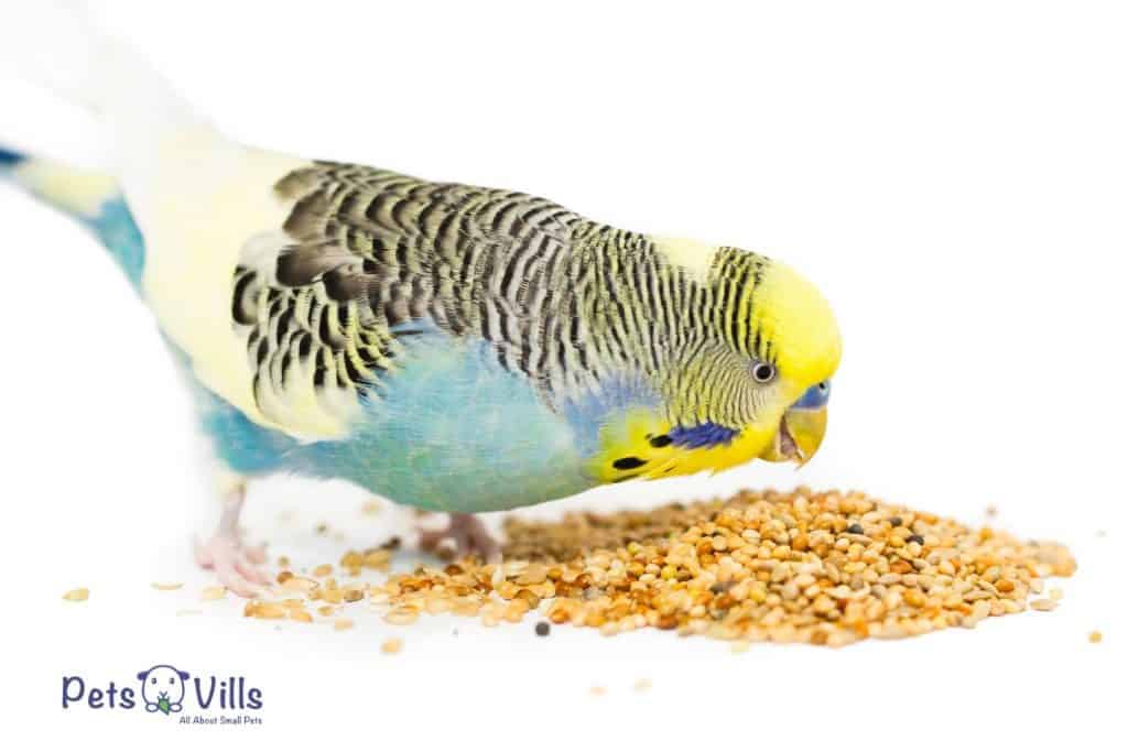 budgie eating calmly