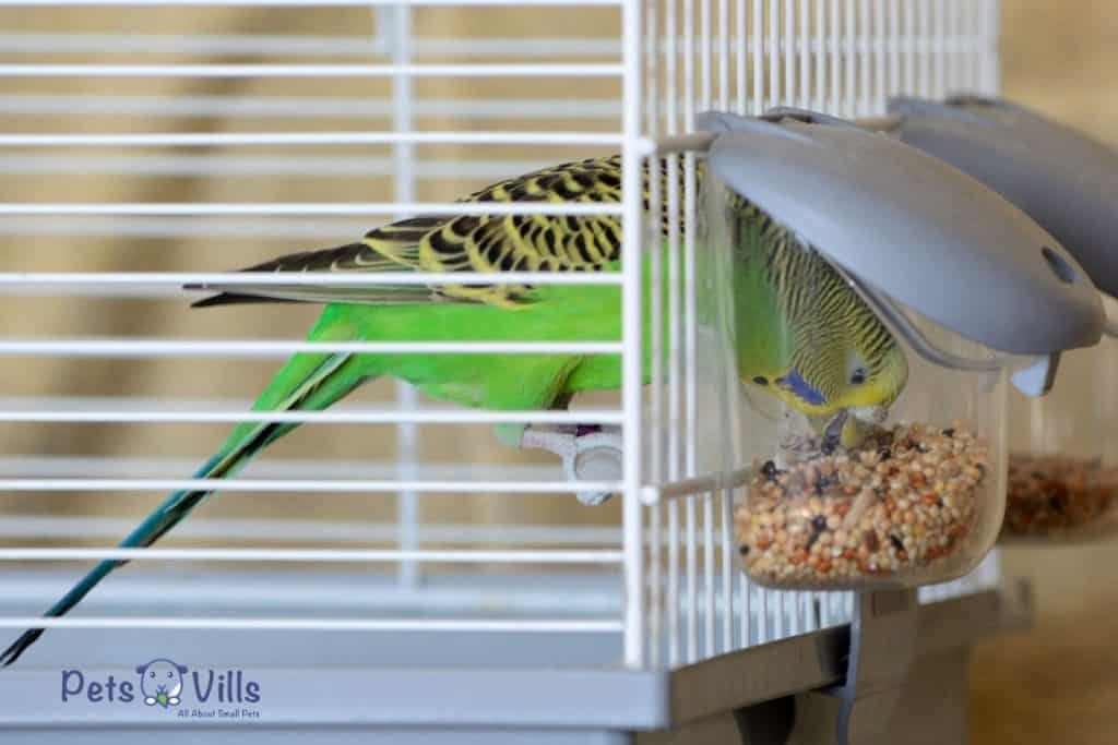 budgie eating in cage