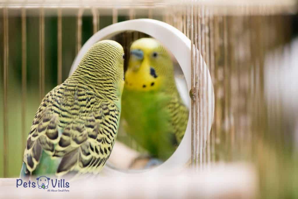 budgie looking at a mirror