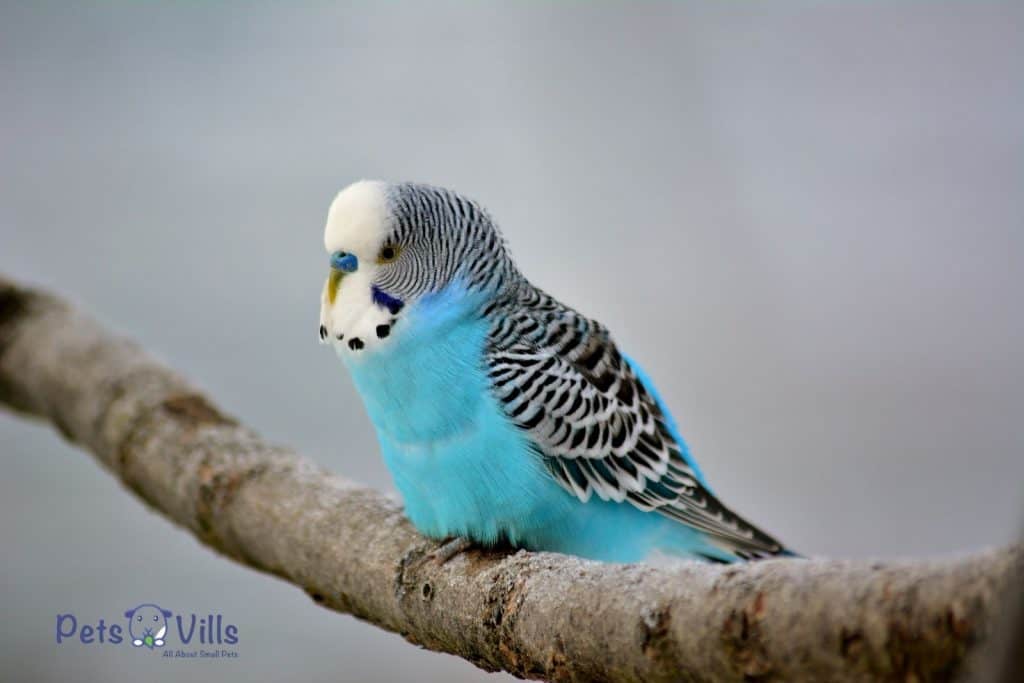 budgie sitting on a branch casually